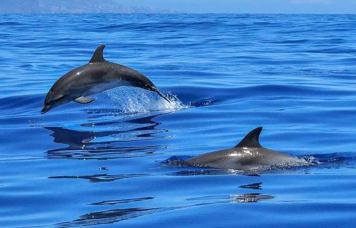 Обыкновенный дельфин, или дельфин белобочка (Delphinus delphis), фото киты фотография