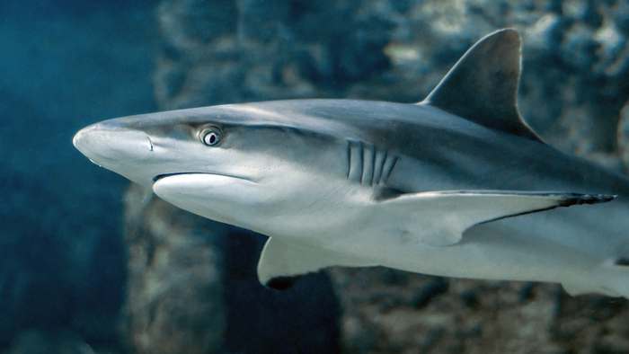 Карибская рифовая акула (Carcharhinus perezii), фото рыбы фотография