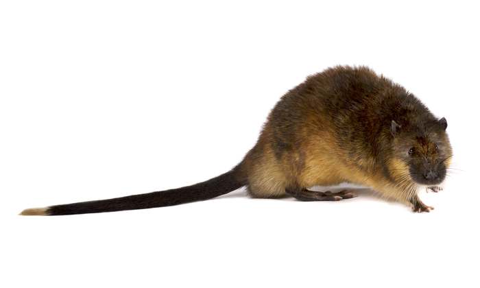 Австралийская водяная крыса, златобрюхая бобровая крыса (Hydromys chrysogaster), фото грызуны картинка