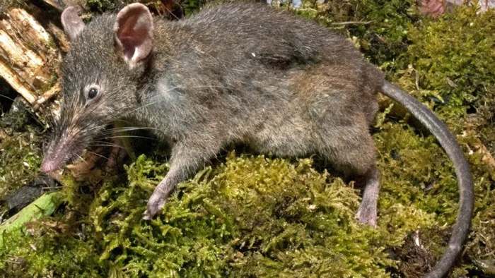 Землеройковая крыса (Paucidentomys vermidax), фото животные фотография
