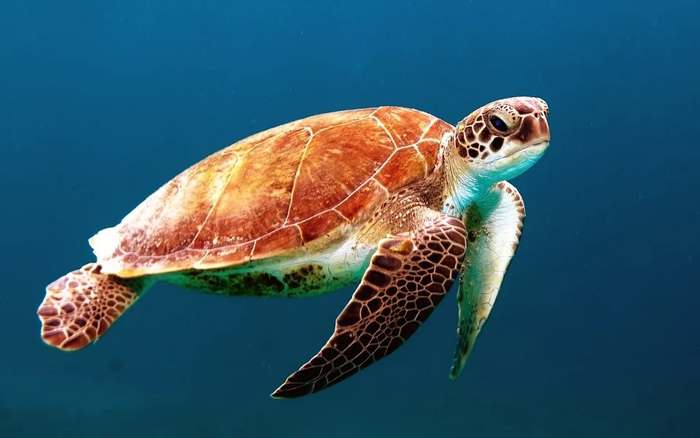 Морская черепаха, фото рептилии картинка