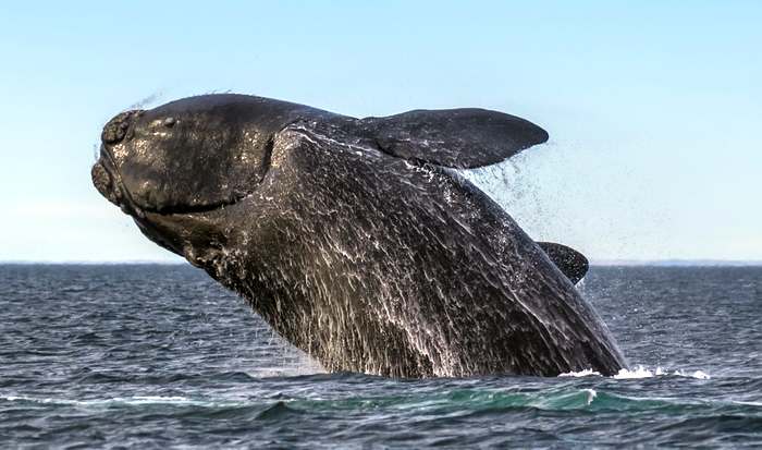 Северный гладкий кит (Eubalaena glacialis), фото беззубые усатые киты фотография