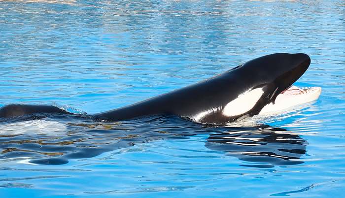 Косатка (Orcinus orca) самец, фото киты фотография