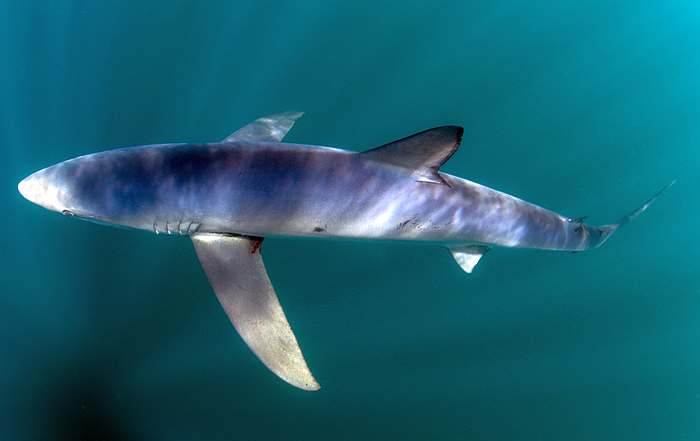 Голубая, или синяя акула (Prionace glauca), фото рыбы фотография
