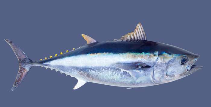 Атлантический голубой тунец (Thunnus thynnus), фото рыбы картинка фотография