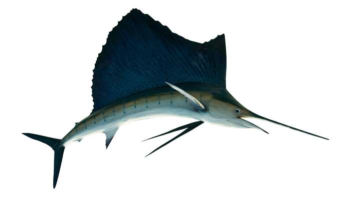 Рыба-парусник (Istiophorus sp.), фото