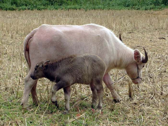 Буйволенок (Bubalus bubalis), фото коровы картинка