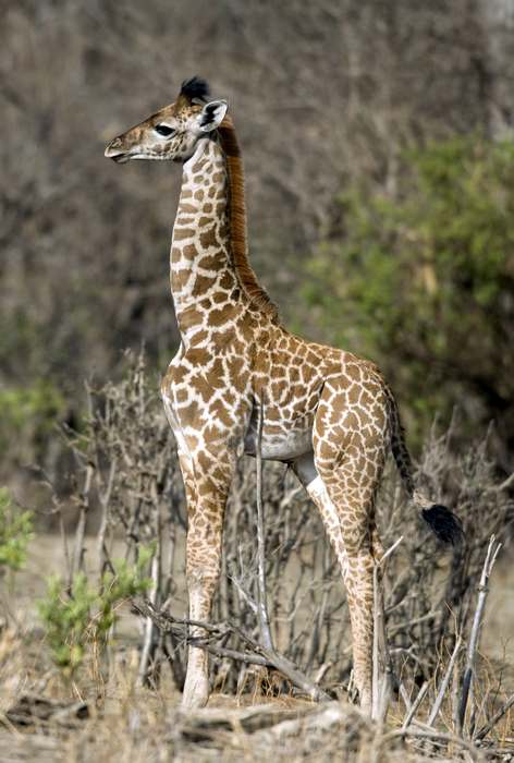 Жирафенок, фото картинка фотография