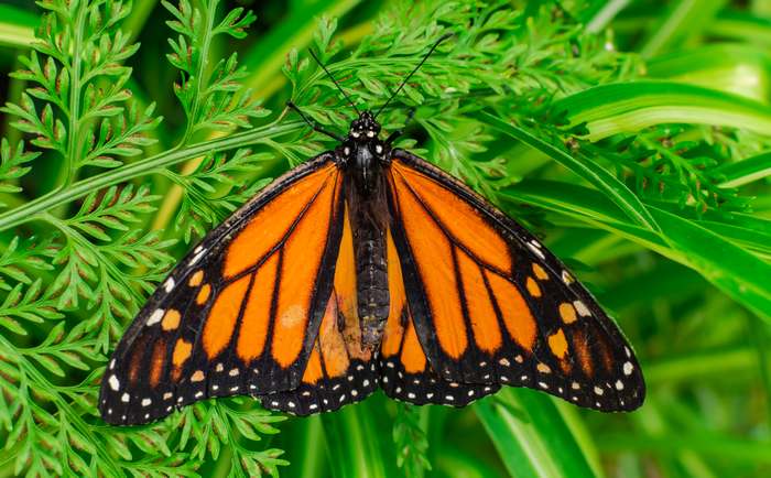 Бабочка Монарх (Danaus plexippus), фото насекомые картинка изображение