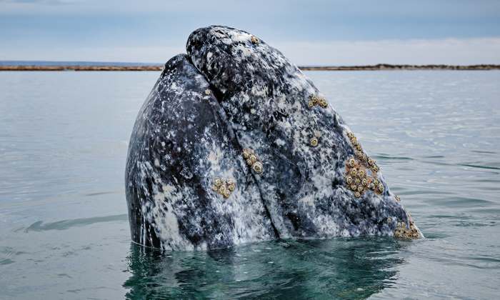 Серый кит (Eschrichtius robustus), фото фотография картинка