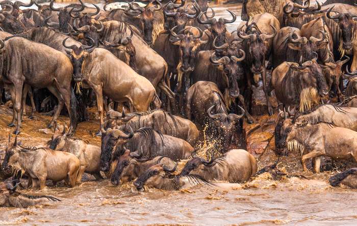 Антилопы гну, фото картинка копытные животные фотография