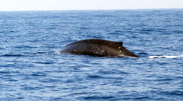 Синий кит (Balaenoptera musculus), фото морские млекопитающие фотография