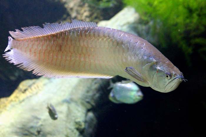 Арована (Osteoglossum bicirrhosum), фото рыбы фотография