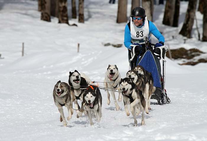 Упряжка сибирских хаски на соревнованиях, фото фотография ездовые собаки