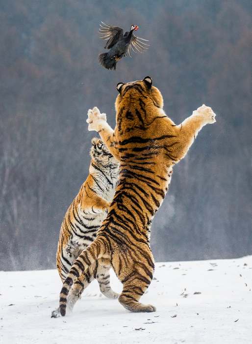 Амурский тигр в прыжке, фото хищники фотография