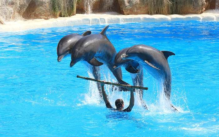 Дельфины в прыжке, фото дельфины фотография