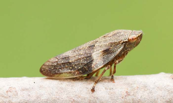 Пенница слюнявая (Philaenus spumarius), фото насекомые фотография картинка
