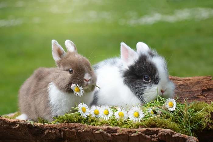 Карликовые кролики, фото картинка фотография