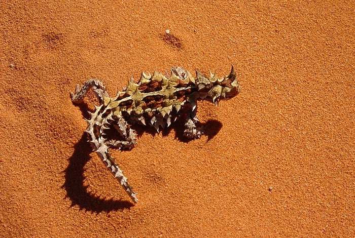 Молох, или колючий дьявол (Moloch horridus), фото рептилии фотография