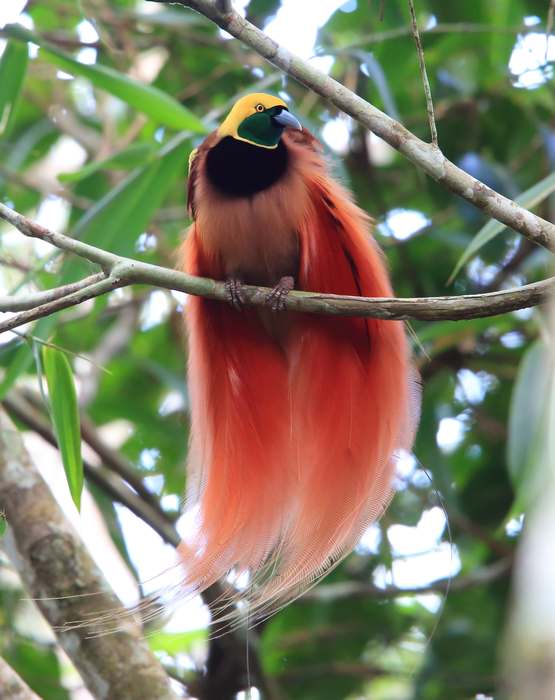 Самые красивые птицы в мире (фото), топ-10 самых красивых птиц планеты Земля