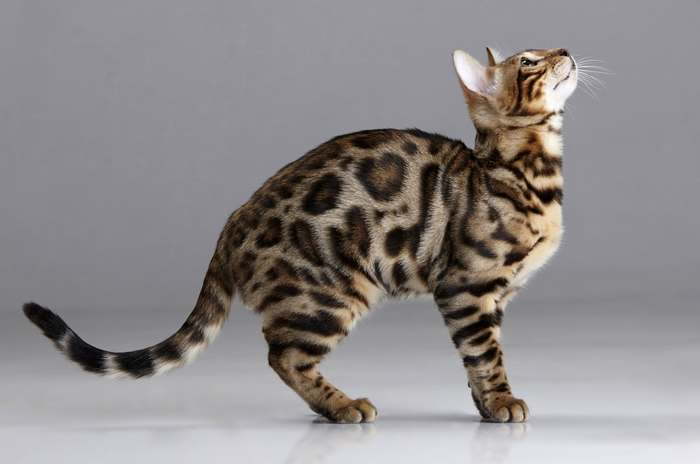 Самые дорогие породы кошек в мире (фото), топ-10 самых дорогих пород кошек  планеты Земля