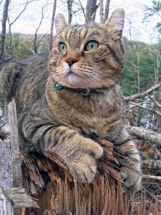 Американская многопалая кошка, фото фотография