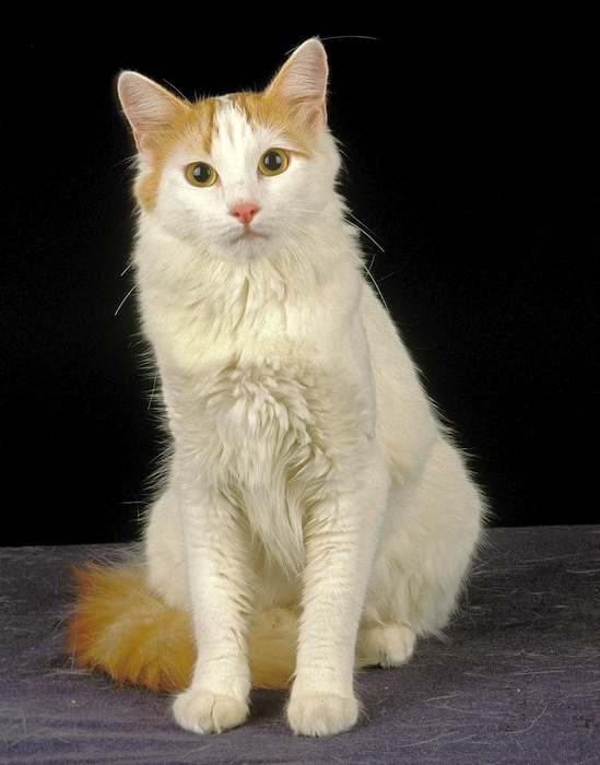 Турецкий ван, фото породы кошек фотография
