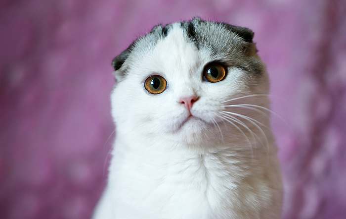 Скоттиш-фолд, или шотландская вислоухая кошка, фото породы кошек картинка