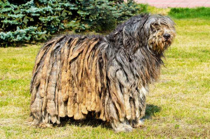 Бергамская овчарка, или бергамаско, фото породы собак фотография