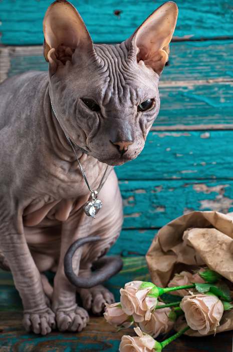 Кохона, или гавайская бесшерстная кошка, фото породы голых кошек фотография