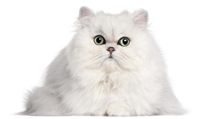 Персидская шиншилла, персидская кошка, фото породы кошек фотография