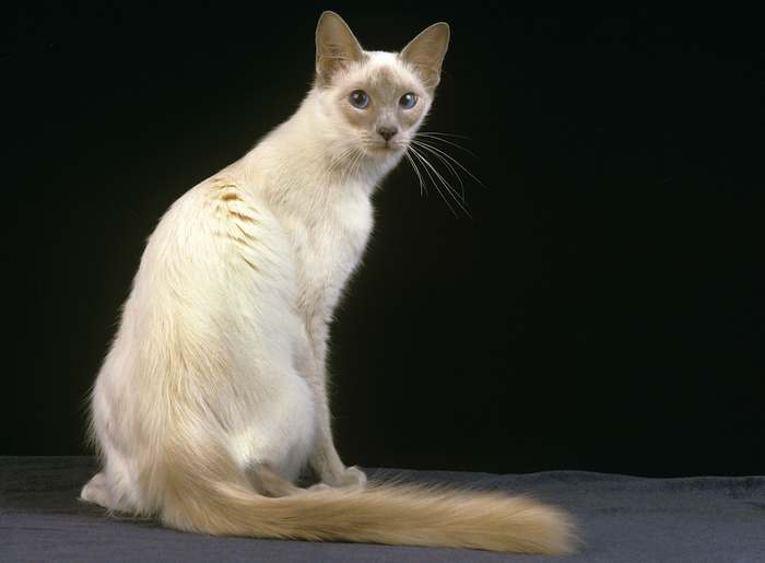 Балийская (балинезийская) кошка, фото породы кошек фотография картинка