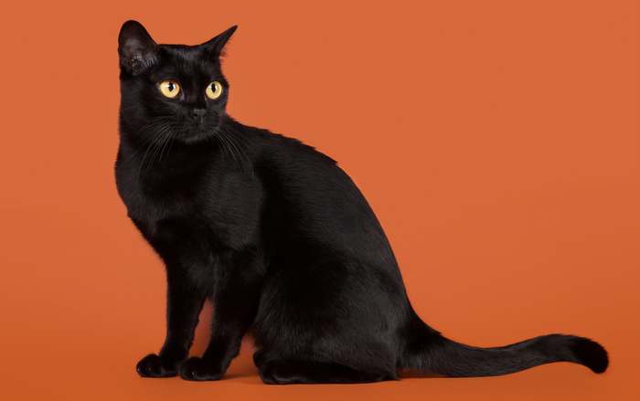 Бомбейская кошка, бомбей, фото породы кошек картинка