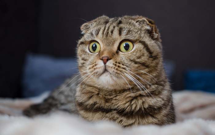 Шотландская вислоухая кошка, скоттиш-фолд, фото породы кошек фотография