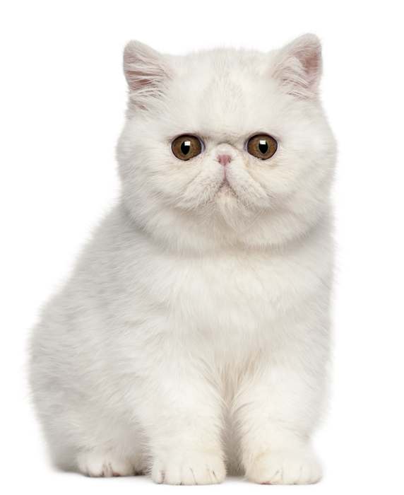 Экзотическая короткошерстная кошка, экзот, фото породы кошек