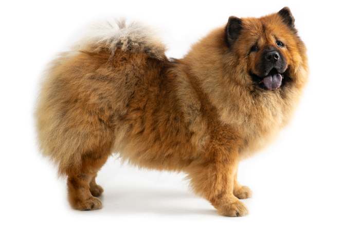 Чау-чау, фото породы собак фотография
