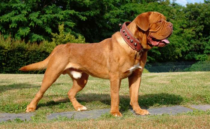 Бордоский дог, фото породы собак картинка изображение