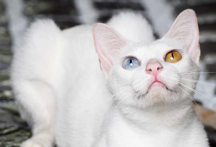 Кхао-мани, као-мани, фото породы кошек фотография 