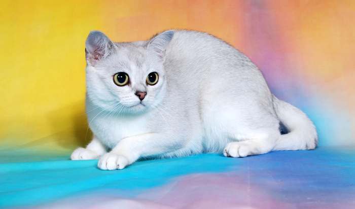 Сингарупа, сингапурская кошка, фото породы кошек фотография