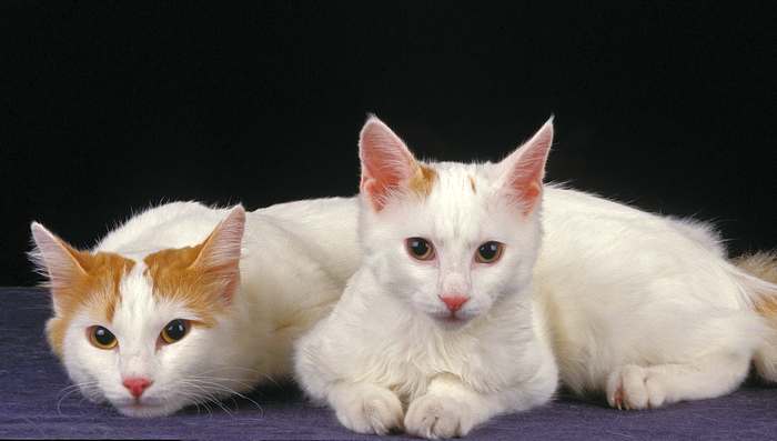 Турецкий ван, фото фотография кошки