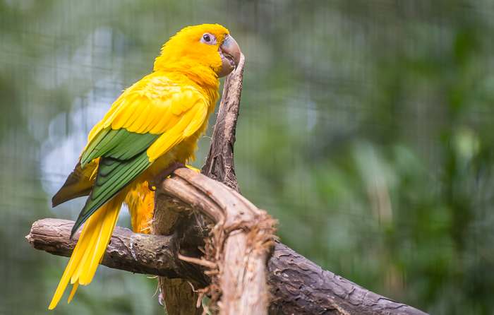Золотые аратинги (Aratinga guarouba, Guarouba guarouba), фото попугаи птицы картинка