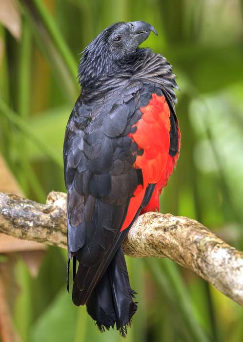 Щетиноголовый попугай (Psittrichas fulgidus), фото птицы попугаи фотография