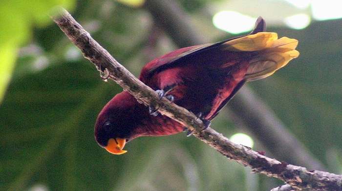 Вишнево-красный лорикет (Trichoglossus rubiginosus), фото попугаи фотография картинка