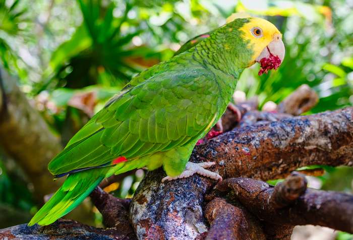 Желтоголовый амазон (Amazona oratrix), фото попугаи птицы фотография