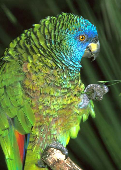 Синелицый амазон (Amazona versicolor), фото птицы попугаи фотография