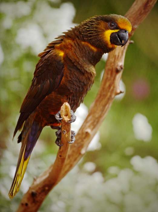 Бурый блестящий лори (Chalcopsitta duivenbodei), фото попугаи птицы фотография
