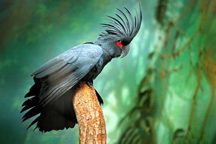Черный какаду (Probosciger aterrimus), фото попугаи фотография картинка