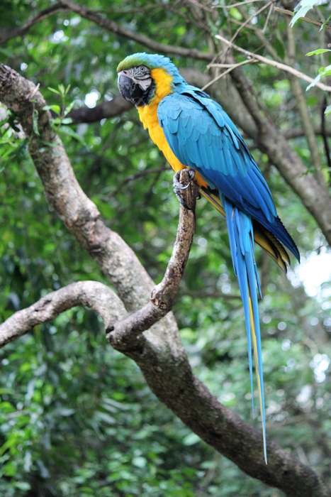 Сине-желтый ара (Ara ararauna), фото попугаи птицы фотография