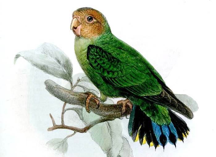 Дятловый попугайчик Склэтера (Micropsitta pusio), фото попугаи птицы фотография