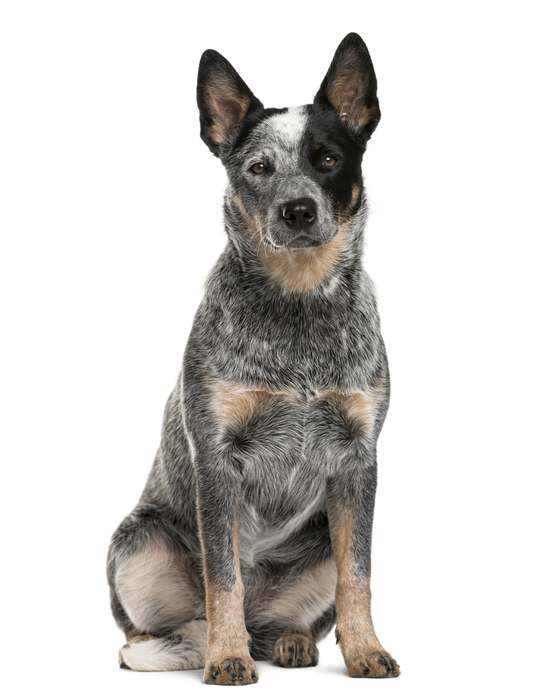 Австралийская пастушья собака, австралийский хилер, австралийская скотогонная собака, фото породы собак фотография